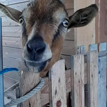 Evasion Champetre Entre Ancenis Et Nantes - Maison Renovee Avec Jardin Clos, Peche Et Animaux - Fr-1-306-873 * Vallons-de-l'Erdre